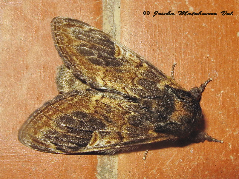 Notodonta tritophus - Notodontinae